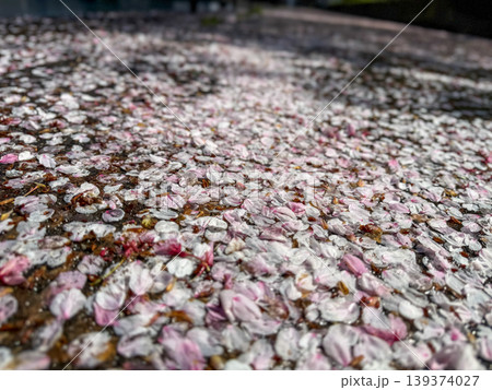 春の余韻を地面に残す、散り積もった桜の花びらの絨毯 2026.04.11 大阪市, 日本 春の余韻を地面に残す、散り積もった桜の花びらの絨毯 2026.04.11 大阪市, 日本 139374027