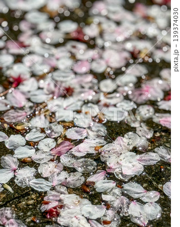 春の余韻を地面に残す、散り積もった桜の花びらの絨毯 2026.04.11 大阪市, 日本 139374030
