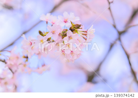 満開の桜(オールドレンズ撮影) 満開の桜(オールドレンズ撮影) 139374142