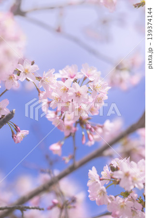 満開の桜(オールドレンズ撮影) 満開の桜(オールドレンズ撮影) 139374144