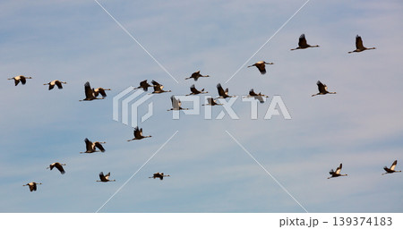 Flock of cranes in flight Flock of cranes in flight 139374183