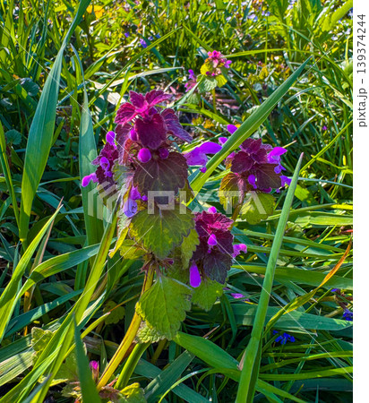 Purple flowers bloom among green grass in a sunny garden on a spring day Purple flowers bloom among green grass in a sunny garden on a spring day 139374244