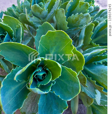 Green plant with thick leaves in a garden setting during daylight hours Green plant with thick leaves in a garden setting during daylight hours 139374245