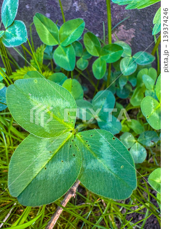 Close view of green plants showing various leaf shapes in outdoor setting Close view of green plants showing various leaf shapes in outdoor setting 139374246