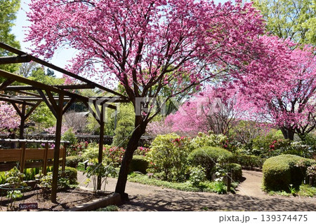 町田薬師池公園四季彩の杜ぼたん園(町田ぼたん園)散策路と満開ハナモモと新緑 町田薬師池公園四季彩の杜ぼたん園(町田ぼたん園)散策路と満開ハナモモと新緑 139374475