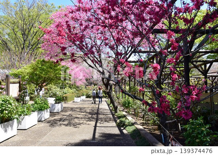 町田薬師池公園四季彩の杜ぼたん園(町田ぼたん園)散策路と満開ハナモモと新緑 町田薬師池公園四季彩の杜ぼたん園(町田ぼたん園)散策路と満開ハナモモと新緑 139374476