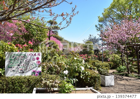 町田薬師池公園四季彩の杜ぼたん園(町田ぼたん園)散策路と満開ハナモモと新緑 町田薬師池公園四季彩の杜ぼたん園(町田ぼたん園)散策路と満開ハナモモと新緑 139374477
