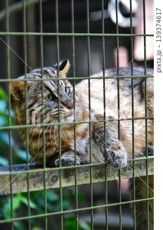 檻の中からこちらを見つめる希少なツシマヤマネコ 2026.04 横浜市, 日本 檻の中からこちらを見つめる希少なツシマヤマネコ 2026.04 横浜市, 日本 139374617
