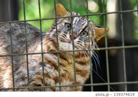 檻の中からこちらを見つめる希少なツシマヤマネコ 2026.04 横浜市, 日本 檻の中からこちらを見つめる希少なツシマヤマネコ 2026.04 横浜市, 日本 139374619