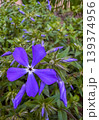 Purple flower blooms in garden during spring season near urban area 139374956