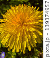 Bright yellow dandelion flower blooms in the garden during sunny spring day 139374957