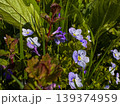 Colorful flowers and green plants grow in a sunny garden area during spring time 139374959