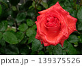 ドフトボルケのバラ クローズアップ 芳香豊かな美しい花 139375526