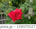 ドフトボルケのバラ クローズアップ 芳香豊かな美しい花 139375527
