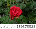 ドフトボルケのバラ クローズアップ 芳香豊かな美しい花 139375528