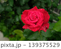 ドフトボルケのバラ クローズアップ 芳香豊かな美しい花 139375529