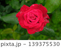 ドフトボルケのバラ クローズアップ 芳香豊かな美しい花 139375530