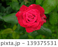 ドフトボルケのバラ クローズアップ 芳香豊かな美しい花 139375531