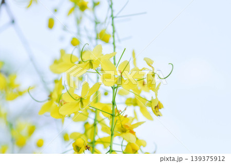 Golden shower , Cassia fistula or pudding pipe tree or Cassia fistula Linn and sky 139375912