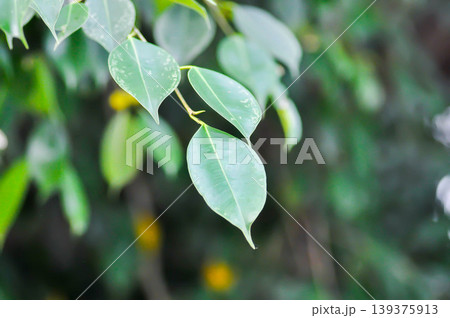 Ficus Benjamina L or Moraceae, Golden Fig or Weeping Fig or Ficus Benjamina or leaves background Ficus Benjamina L or Moraceae, Golden Fig or Weeping Fig or Ficus Benjamina or leaves background 139375913