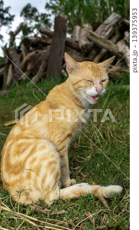 Active ginger domestic cat climbing and playing on wooden logs in the garden. 139375953