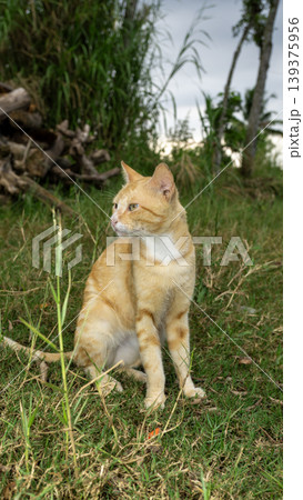 Active ginger domestic cat climbing and playing on wooden logs in the garden. Active ginger domestic cat climbing and playing on wooden logs in the garden. 139375956