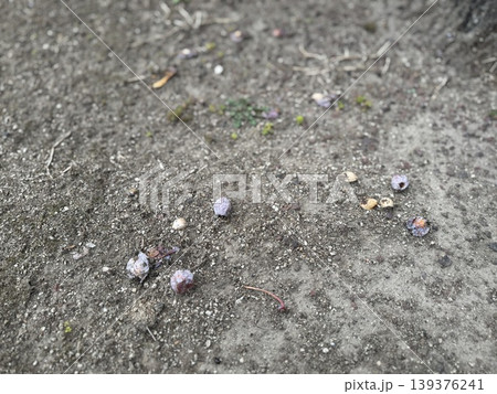 地面に落ちて、腐り始めているギンナン/The plants 地面に落ちて、腐り始めているギンナン/The plants 139376241