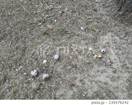 地面に落ちて、腐り始めているギンナン/The plants 地面に落ちて、腐り始めているギンナン/The plants 139376242