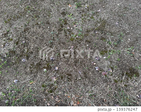 地面に落ちて、腐り始めているギンナン/The plants 139376247