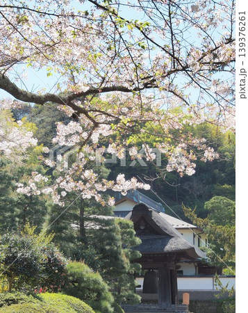 神奈川県 桜と建長寺 鐘楼 4月 神奈川県 桜と建長寺 鐘楼 4月 139376261