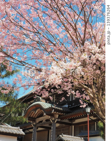 神奈川県　建長寺　大庫裏と満開の桜　4月 139376264