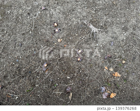 地面に落ちて、腐り始めているギンナン/The plants 地面に落ちて、腐り始めているギンナン/The plants 139376268
