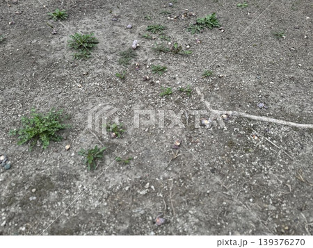地面に落ちて、腐り始めているギンナン/The plants 地面に落ちて、腐り始めているギンナン/The plants 139376270