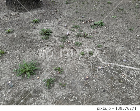 地面に落ちて、腐り始めているギンナン/The plants 地面に落ちて、腐り始めているギンナン/The plants 139376271