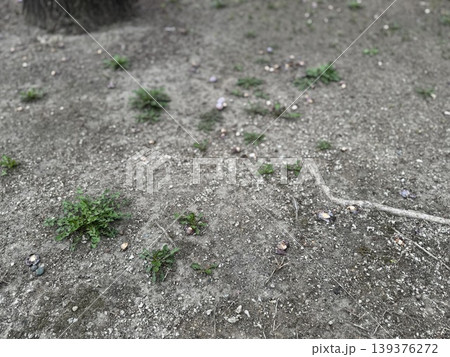 地面に落ちて、腐り始めているギンナン/The plants 139376272