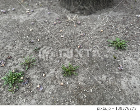 地面に落ちて、腐り始めているギンナン/The plants 地面に落ちて、腐り始めているギンナン/The plants 139376275