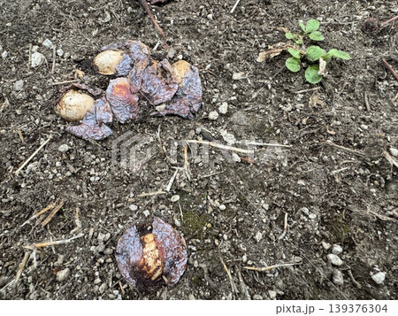 地面に落ちて、腐り始めているギンナン/The plants 地面に落ちて、腐り始めているギンナン/The plants 139376304
