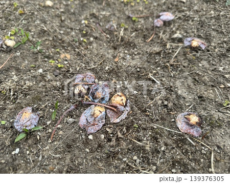 地面に落ちて、腐り始めているギンナン/The plants 139376305