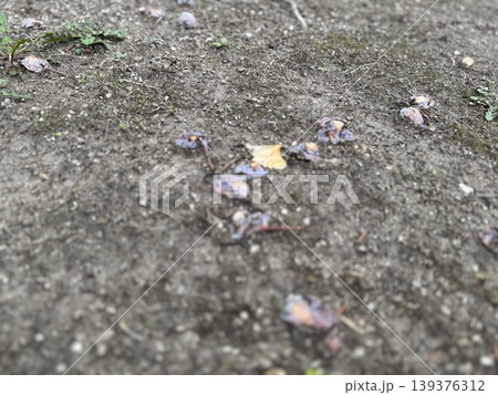 地面に落ちて、腐り始めているギンナン/The plants 地面に落ちて、腐り始めているギンナン/The plants 139376312