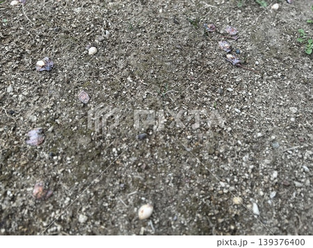地面に落ちて、腐り始めているギンナン/The plants 地面に落ちて、腐り始めているギンナン/The plants 139376400
