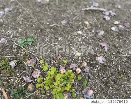 地面に落ちて、腐り始めているギンナン/The plants 地面に落ちて、腐り始めているギンナン/The plants 139376416