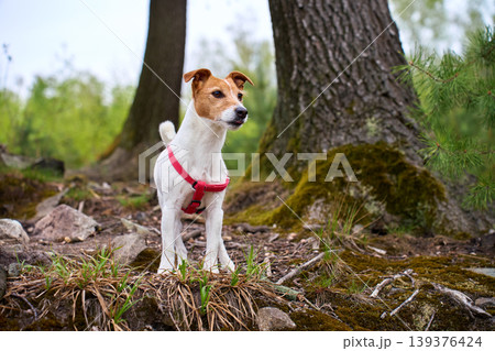 Jack Russell Terrier dog on forest trail 139376424