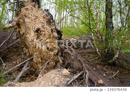 Uprooted tree root with soil in spring forest 139376430
