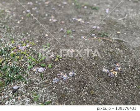 地面に落ちて、腐り始めているギンナン/The plants 139376433