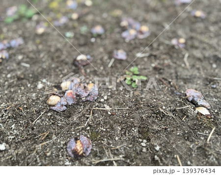 地面に落ちて、腐り始めているギンナン/The plants 地面に落ちて、腐り始めているギンナン/The plants 139376434