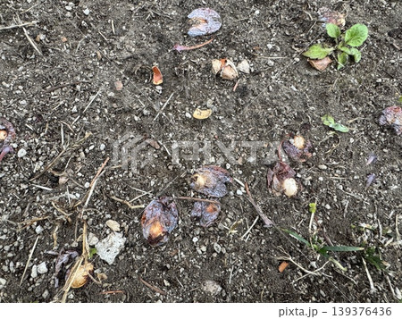 地面に落ちて、腐り始めているギンナン/The plants 地面に落ちて、腐り始めているギンナン/The plants 139376436