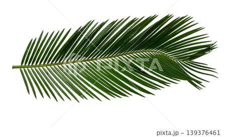 Curved Sago Palm leaf branch, Mawar Jambe botanical element for tropical design. Curved Sago Palm leaf branch, Mawar Jambe botanical element for tropical design. 139376461