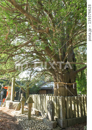 熊野速玉大社　参道脇に立つ御神木のナギ　和歌山県 139376628