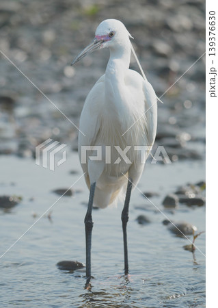 川の浅瀬に佇むコサギ 川の浅瀬に佇むコサギ 139376630