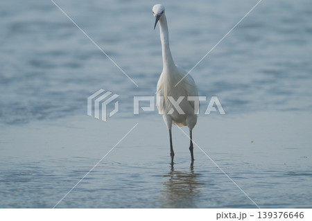 川の浅瀬に佇むコサギ 川の浅瀬に佇むコサギ 139376646